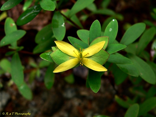 {Hypericum hypericoides}